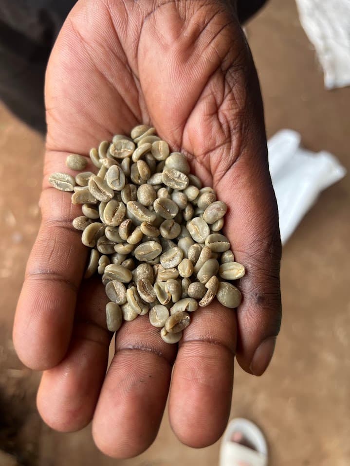 A handful of Ugandan green coffee beans, unroasted